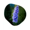 Bloemen - Blauw - Dennenboom Wandcirkel Organisch Forex 3mm klein -3d