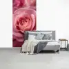 Roze - Roos - Romantisch fotobehang vinyl groot -slaapkamer