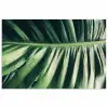 Palmblad - Tropisch - Natuur - Jungle poster papier klein -3d