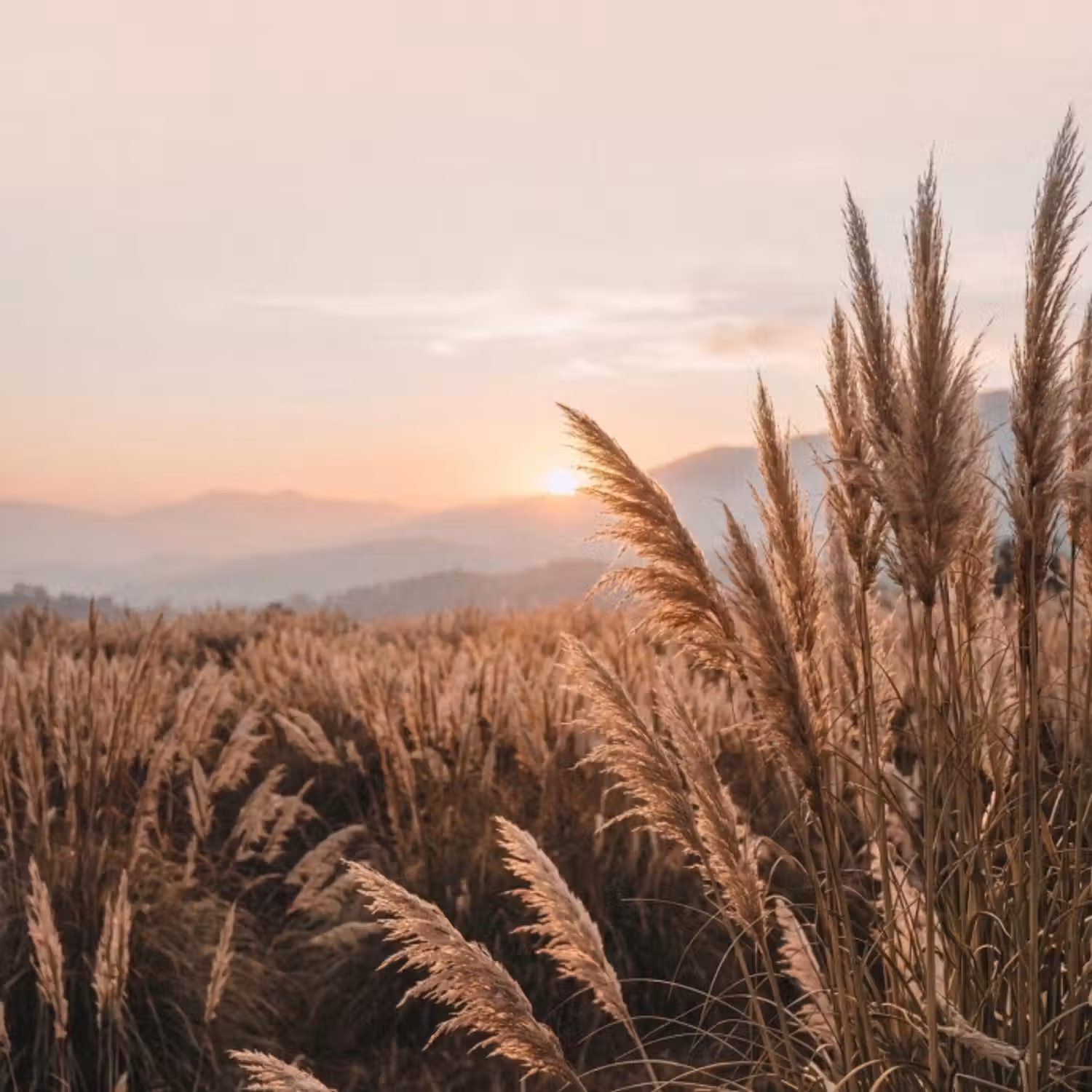 Behang - Gras - Veld - Zon - Natuur
