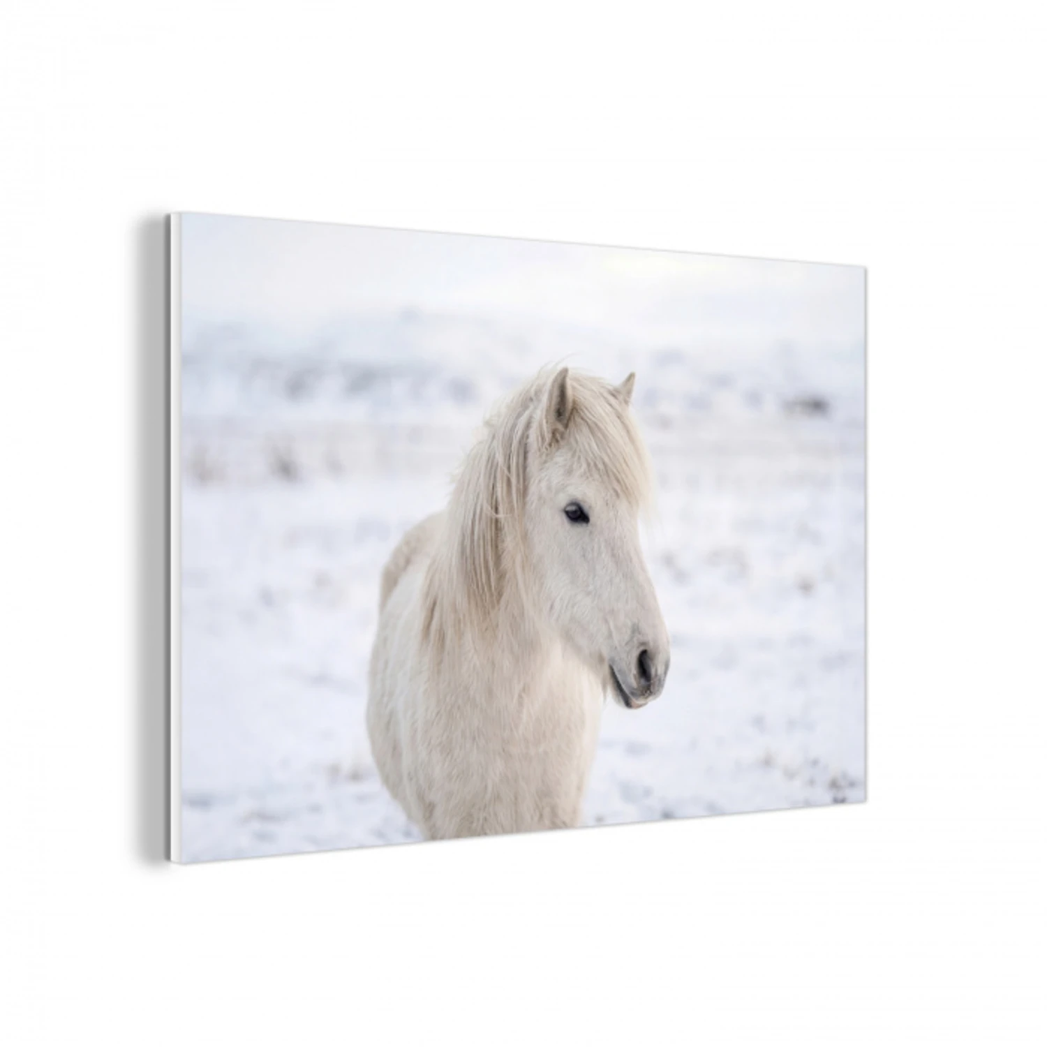 Paard - Kop - Winter - Dieren - Wit forex 5mm xxl -3d