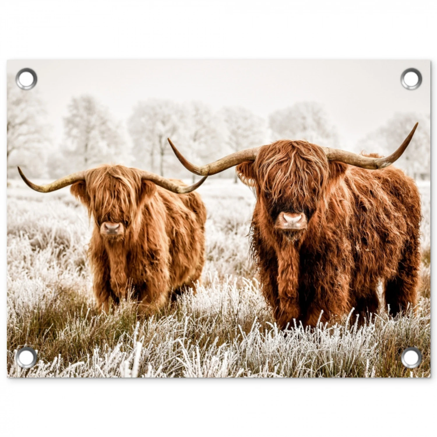 Twee Hooglanders in de Winter tuinposter los doek klein -3d