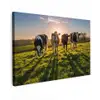 Koeien - Zon - Gras - Dieren - Boerderij canvas 2cm klein -z3d