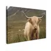 Schotse hooglander - Bergen - Grasveld Tuinposter op houten frame 2 cm dik klein -3d