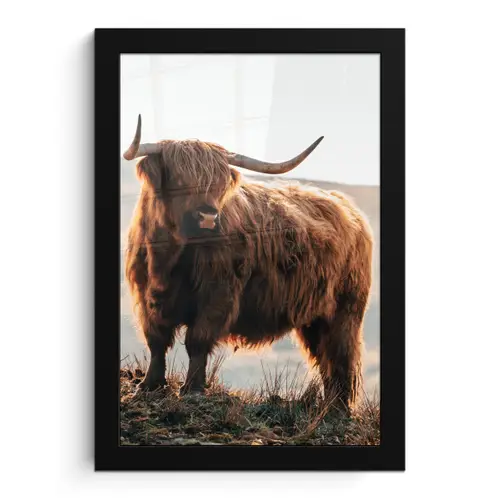 Schotse hooglander - Dieren - Landelijk - Landschap - Koe - Natuur fotolijst zwart zonder passe partout klein -3d