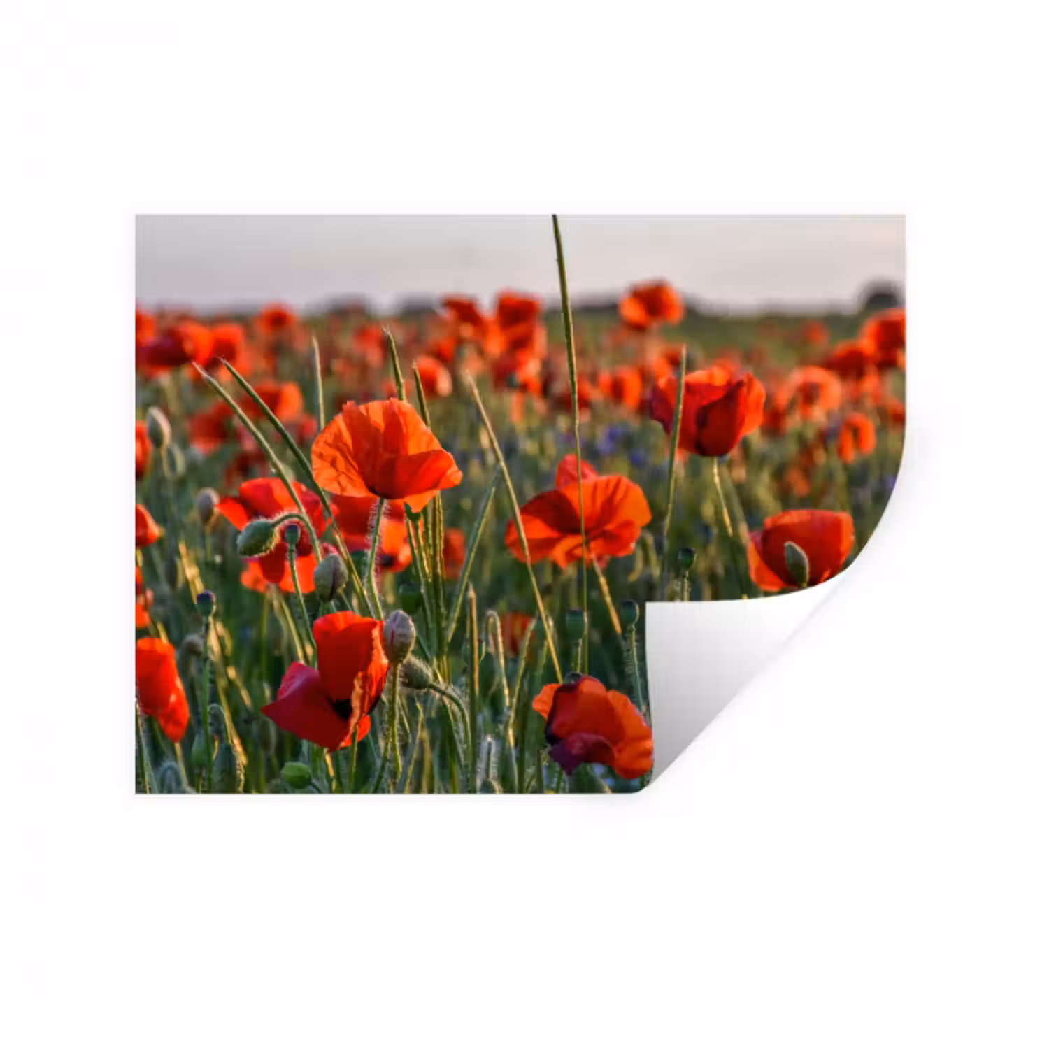 Wandtattoo – Blumen - Mohnblumen - Natur - Rot