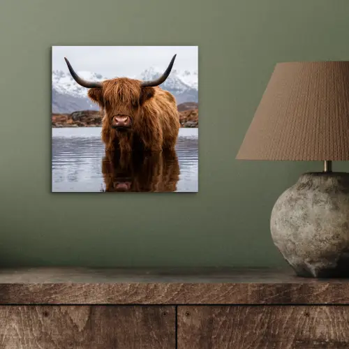 Schotse hooglander - Bruin - Water aluminium wit klein -sfeer2