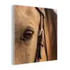 Paard - Oog - Bruin plexiglas 5mm klein -z3d