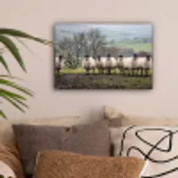 Schapen - Rij - Weide - Dieren - Platteland canvas 2cm klein -sfeer1