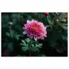 Blad - Chrysant - Roze - Schaduw poster papier klein -3d
