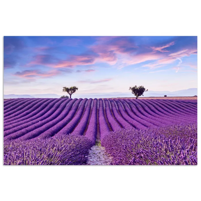 Lavendel - Natuur - Paars - Bomen - Bloemen poster papier klein -3d