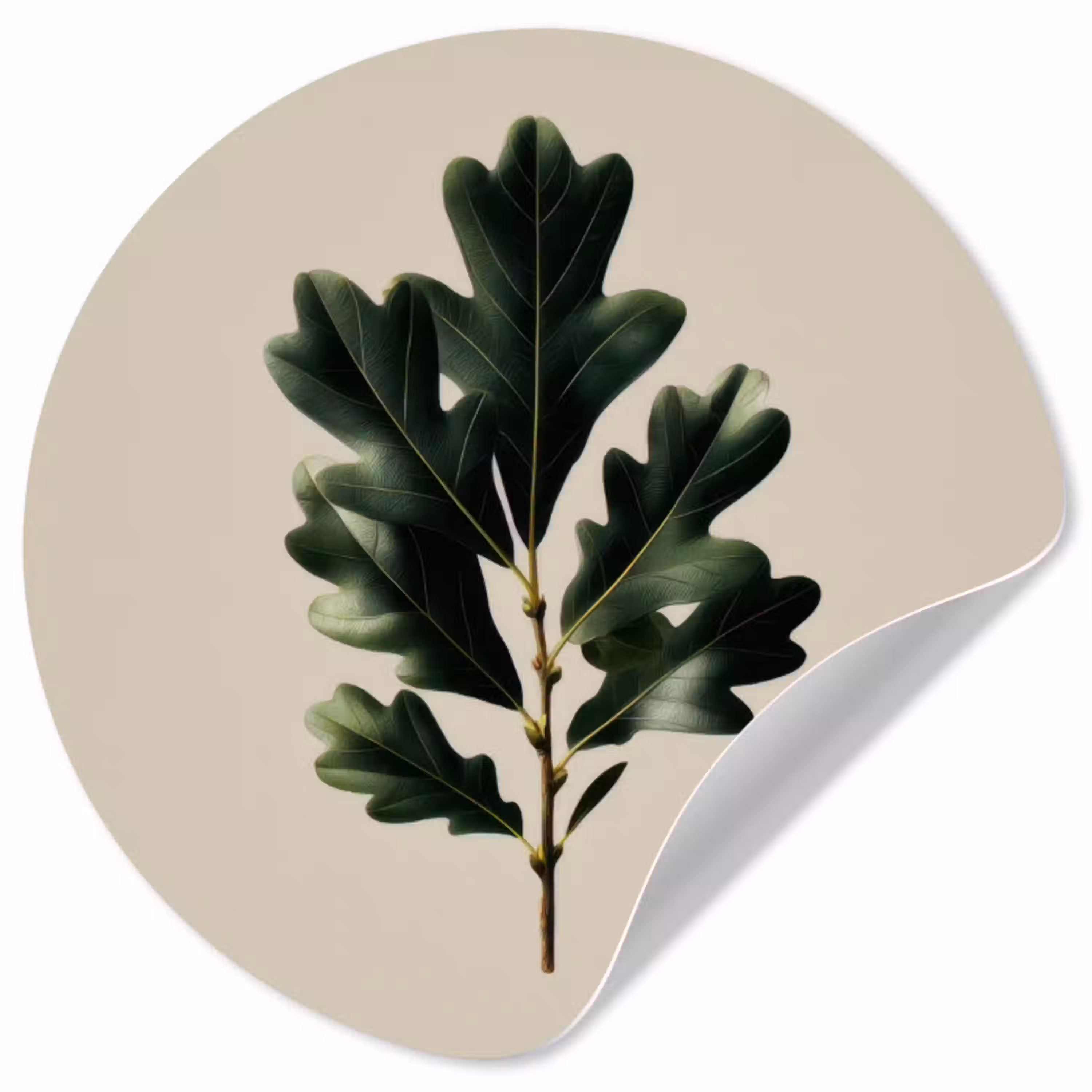 Eikenbladeren - Beige - Groen - Golvende randen Wandcirkel behangsticker klein -3d