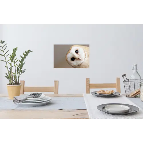 Uil - Bruin - Wit Muursticker klein -eettafel