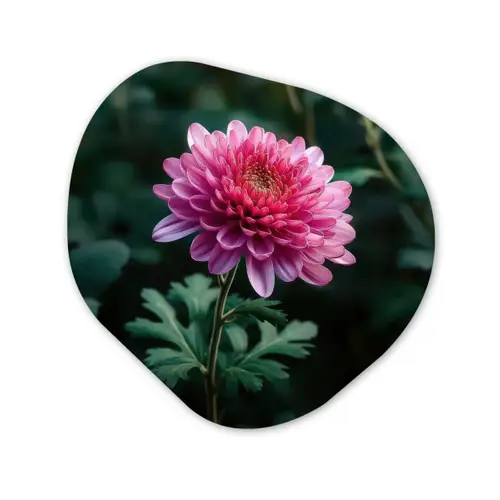 Blad - Chrysant - Roze - Schaduw Wandcirkel Organisch Forex 3mm klein -3d