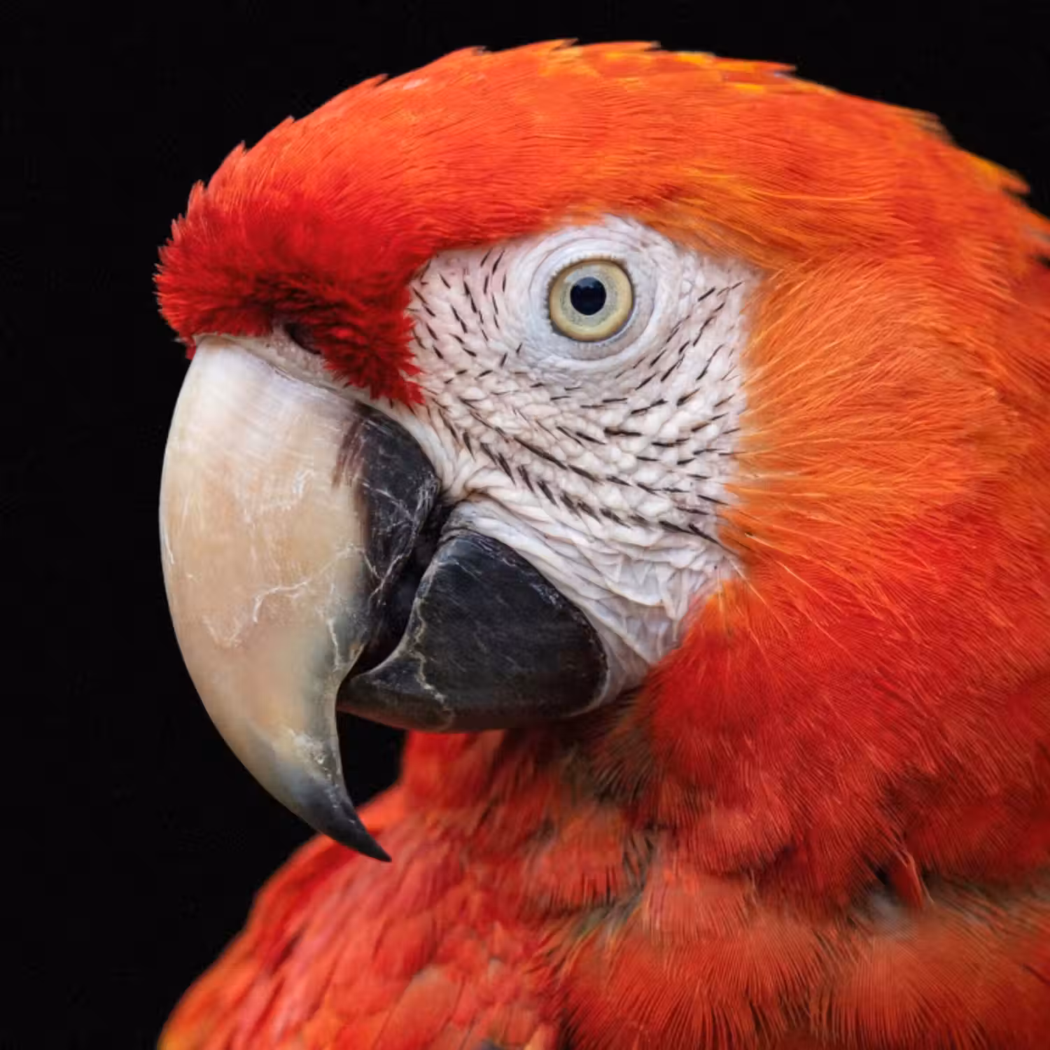 Behang - Ara - Portret - Rood