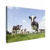 Koeien - Gras - Dieren - Zon - Boerderij canvas 2cm klein -z3d