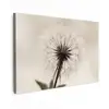 Paardenbloem - Minimalistisch - Wit Tuinposter op houten frame 2 cm dik klein -3d