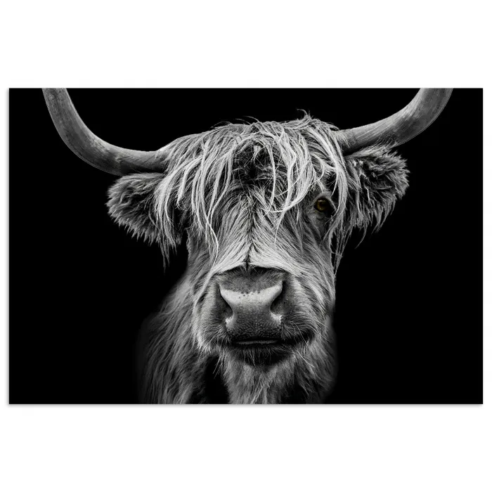 Schotse Hooglander - Horens - Zwart - Wit - Koe - Wild - Dieren poster papier klein -3d