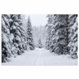 Bos - Winter - Sneeuw - Pad - Natuur poster papier klein -3d