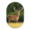 Hert - Gewei - Gras - Natuur - Dieren - Groen Wandcirkel Ovaal Forex klein -3d