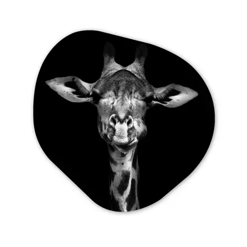 Giraffe - Portret - Dieren - Zwart - Wit Wandcirkel Organisch Forex 3mm klein -3d