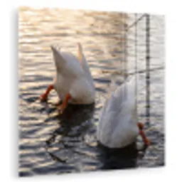 Eenden - Water - Natuur plexiglas 5mm klein -zzzproduct_nieuw