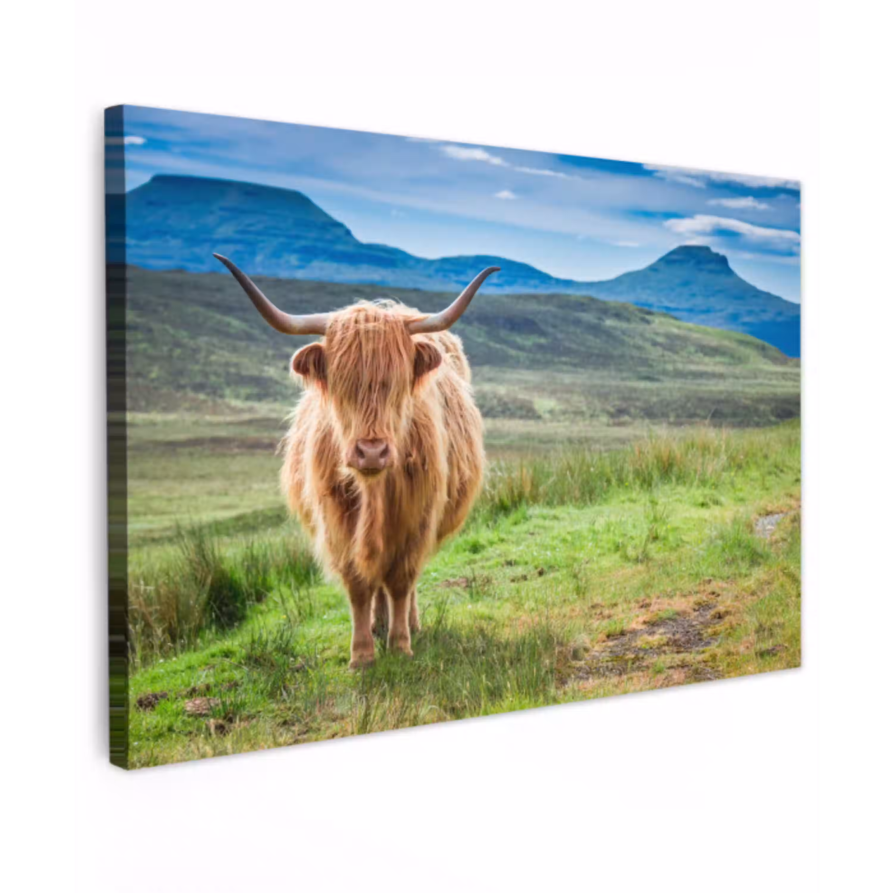 Schotse hooglander - Koe - Natuur - Berg - Gras canvas 2cm klein -z3d