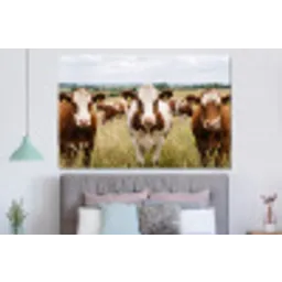 Koeien - Portret - Weide - Boerderij - Nieuwsgierig forex 5mm xxl -slaapkamer