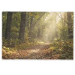 Zonlicht - Bospad - Bomen Deurmat klein -zkaufland3d