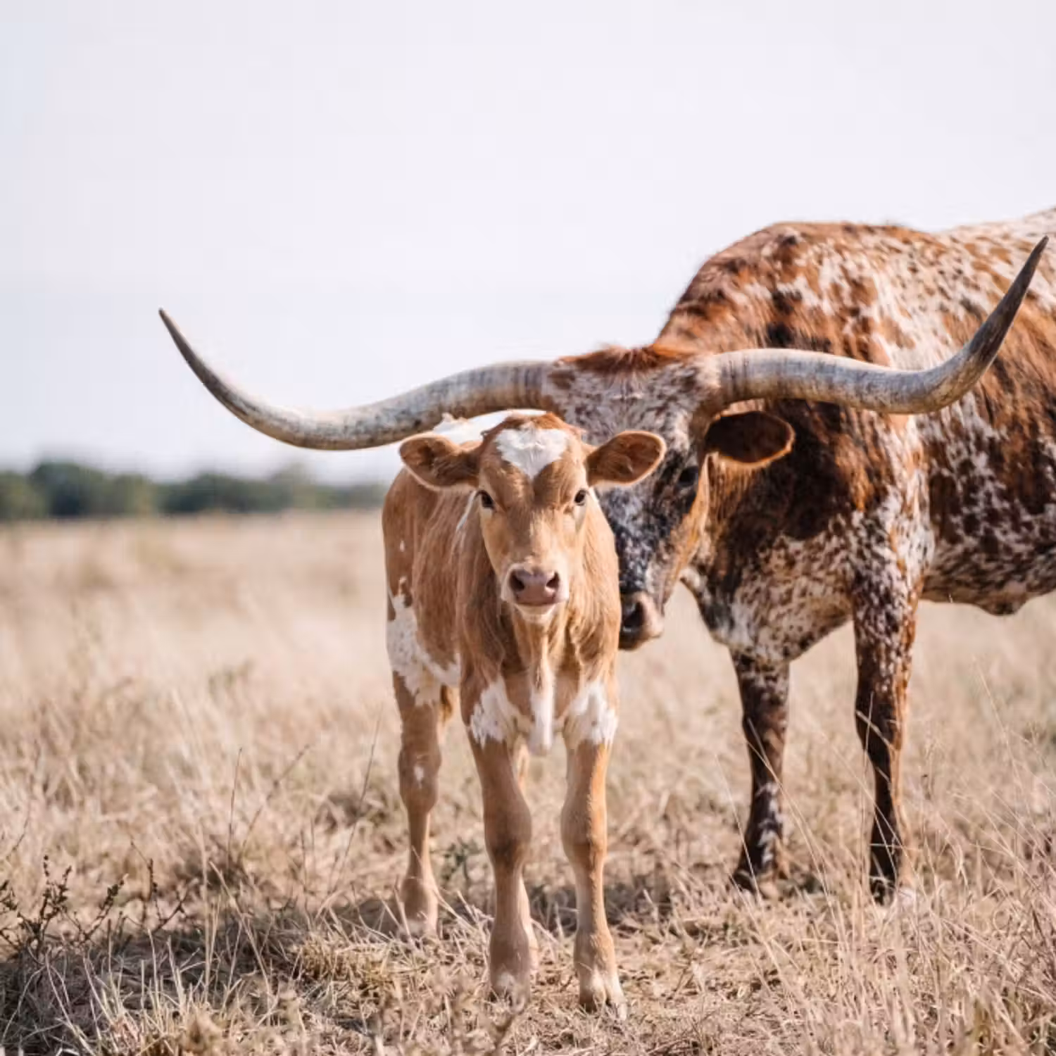 Behang - Texas Longhorn - Kalf - Weide - Dieren