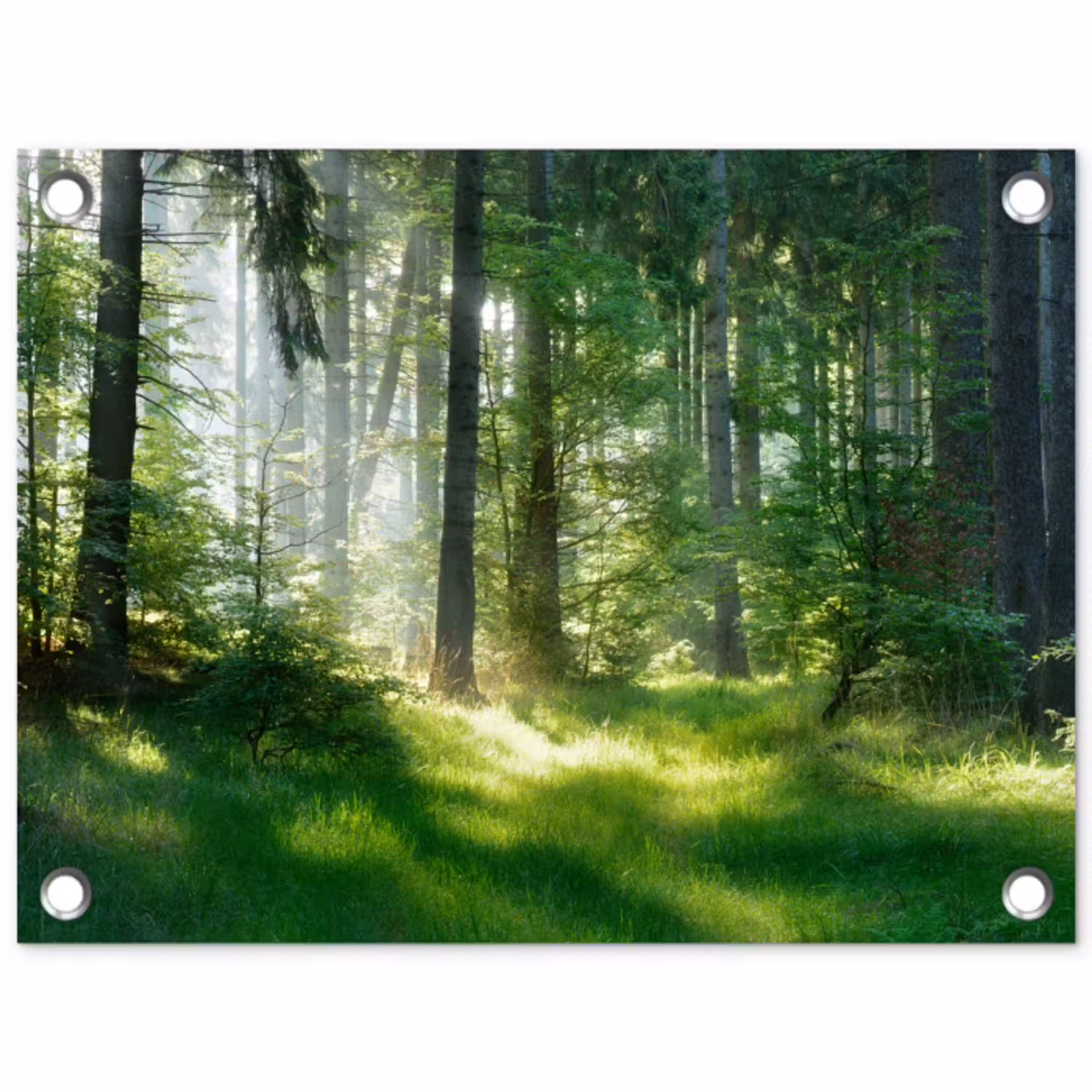 Natuur - Bomen - Bos - Groen - Zon - Gras - Planten tuinposter los doek klein -3d