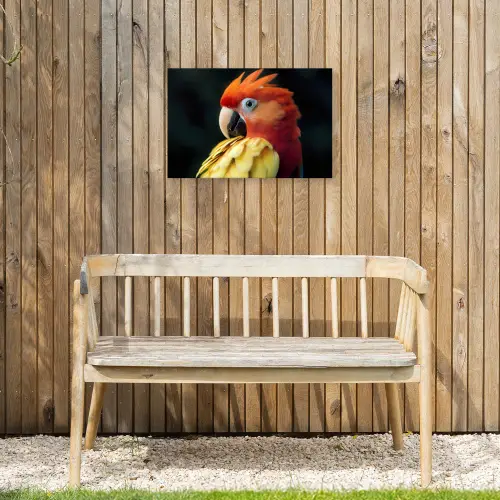 Close-up - Papegaai - Veren - Oranje Tuinposter op houten frame 2 cm dik klein -sfeer4