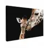 Giraffe - Dieren - Zwart - Portret - Dieren Tuinposter op houten frame 2 cm dik klein -3d
