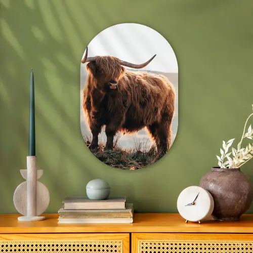 Schotse hooglander - Dieren - Landelijk - Landschap - Koe - Natuur Wandcirkel Ovaal Forex klein -sfeer2