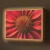 Close up - Bloem- Rood Light Box met batterij (Wandlamp) middel -z3d_website