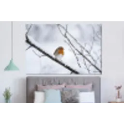 Roodborstje - Tak - Sneeuw - Winter - Levendig forex 5mm xxl -slaapkamer