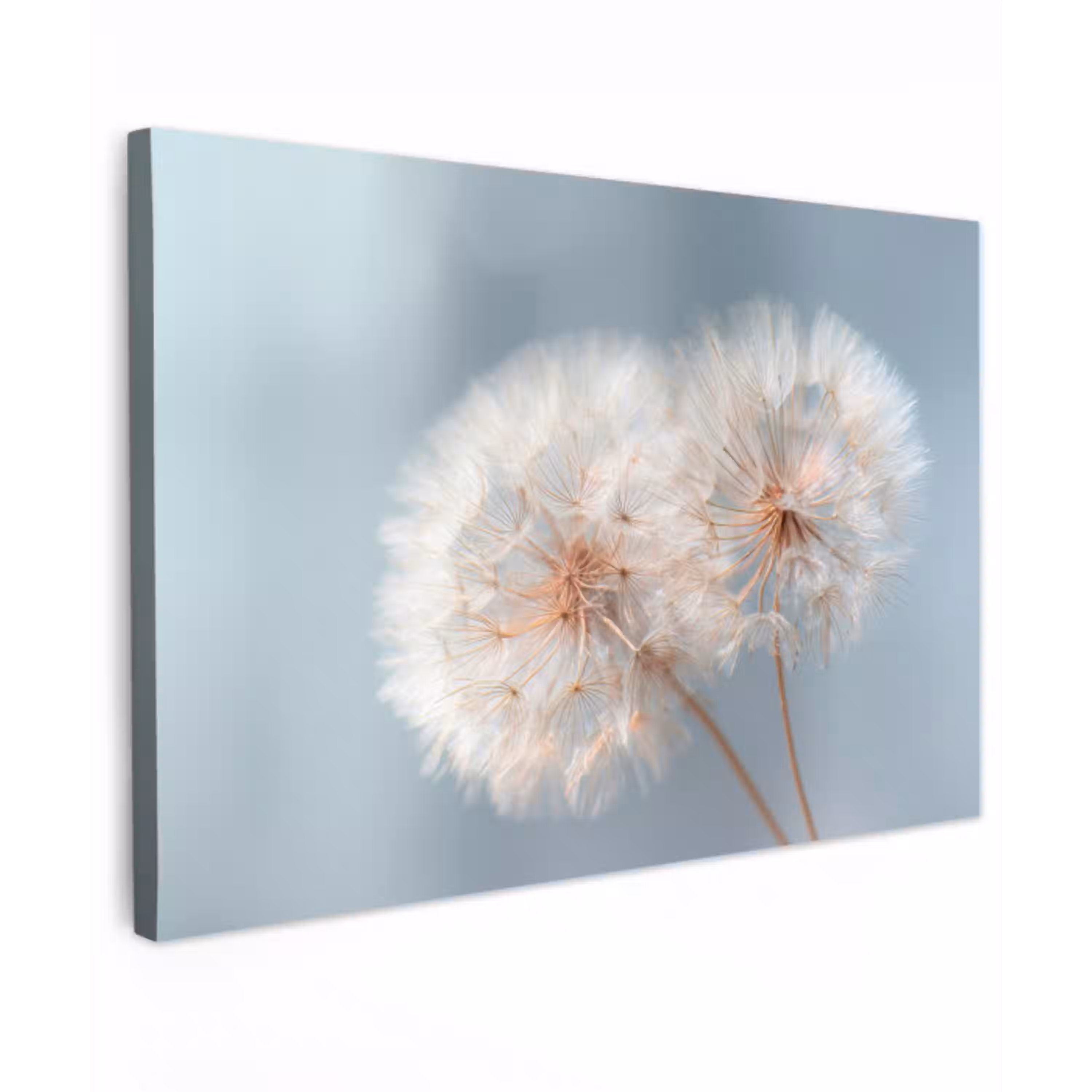 Paardenbloemen - Pluisjes - Wit canvas 2cm klein -z3d