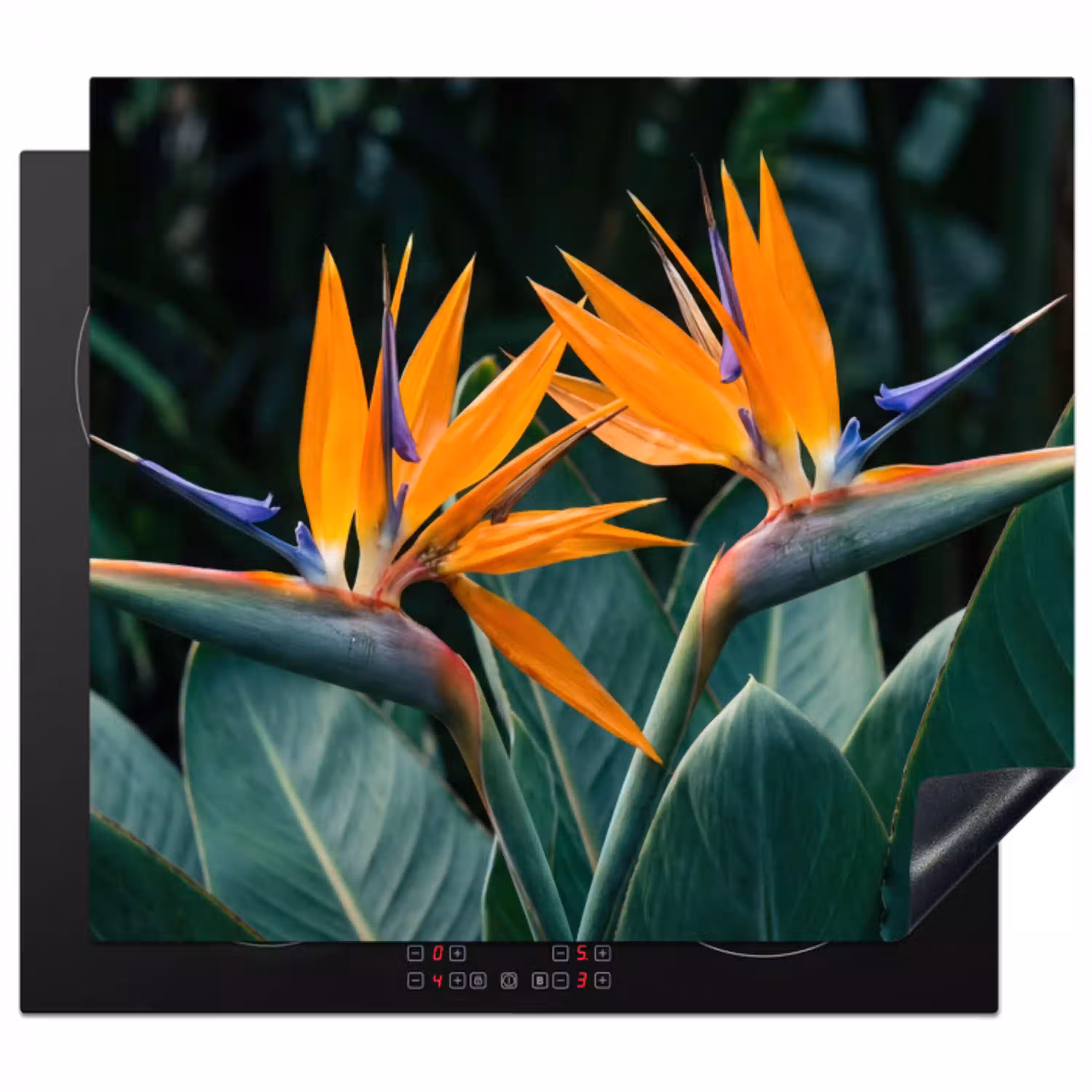 Paradijsvogel - Bloem - Exotisch Inductie beschermer vinyl 3mm middel -3d