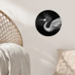 Kraanvogel - Zwart - Wit - Vogel - Dieren Wandcirkel behangsticker klein -sfeer4