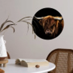 Schotse Hooglander - Horens - Zwart - Dieren - Natuur - Wild - Koe Wandcirkel behangsticker klein -sfeer3