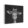 Giraffe - Portret - Dieren - Zwart - Wit PET vilt klein -3d