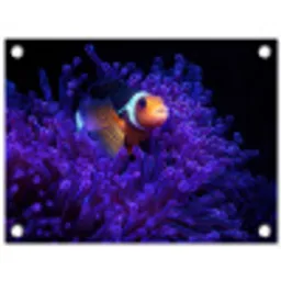 Koraal - Vis - Oranje - Zee tuinposter los doek klein -3d