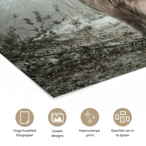 Schotse hooglander - Natuur - Herfst - Dieren - Wild - Bos poster papier klein -closeup_NL