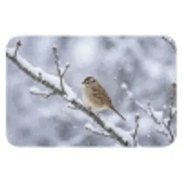 Vogel - Tak - Sneeuw - Winter Badmat klein -3d