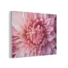 Dahlia - Bloem - Close up - Roze PET vilt klein -3d