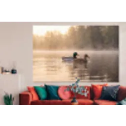 Eenden - Water - Mist - Natuur forex 5mm xxl -woonkamer