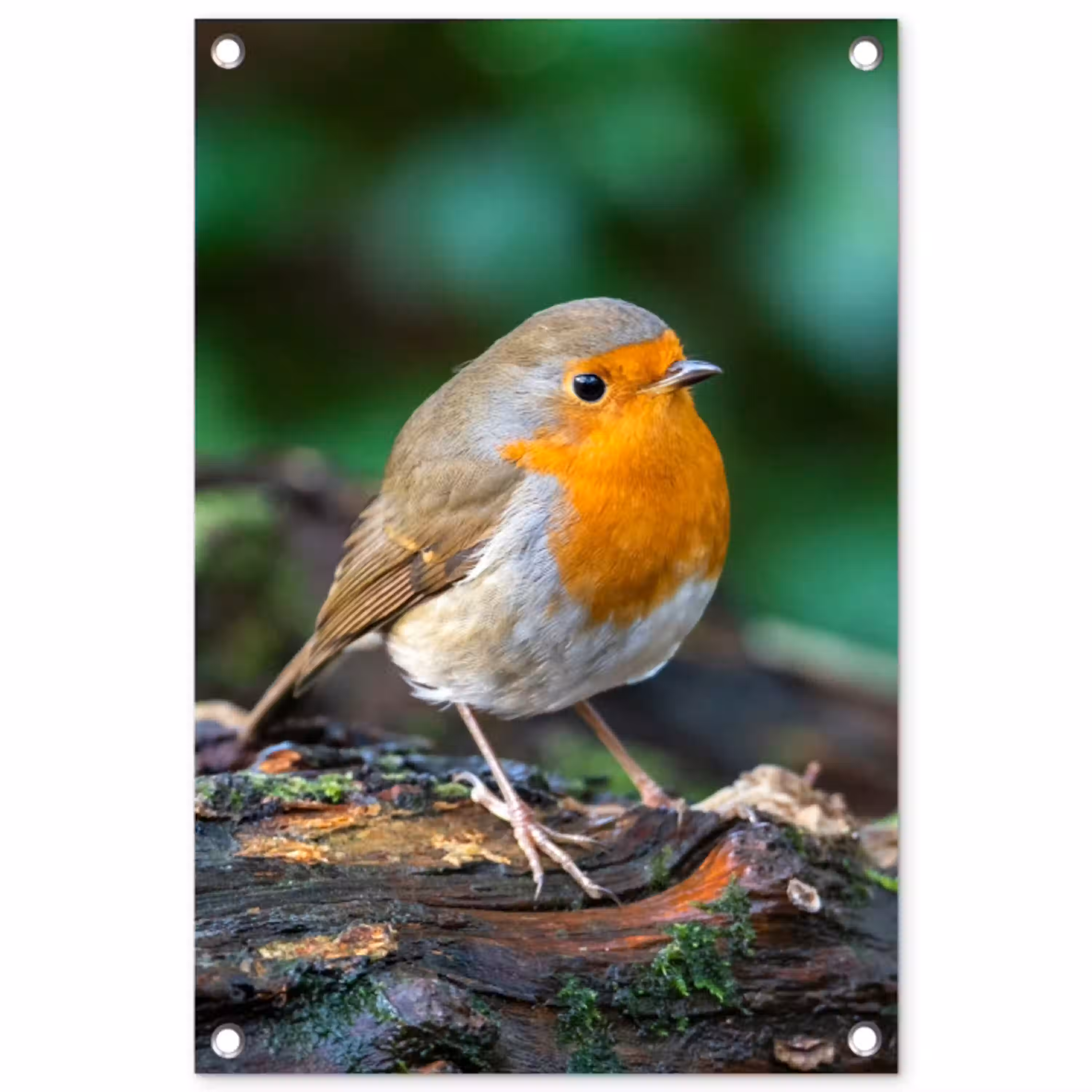 Roodborstje op een Boomstam tuinposter los doek klein -3d