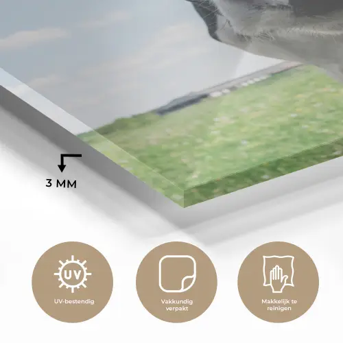 Koe - Weiland - Natuur - Dieren - Gras plexiglas 5mm klein -sfeer2
