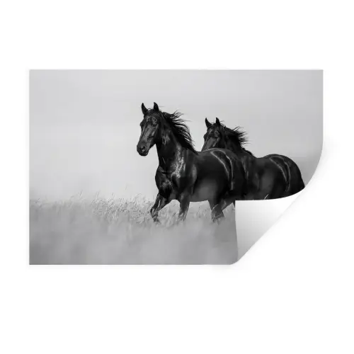 Paarden - Gras - Zwart - Wit Muursticker klein -3d