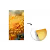 Geel - Chrysant - Zachtheid fotobehang vinyl groot -3d